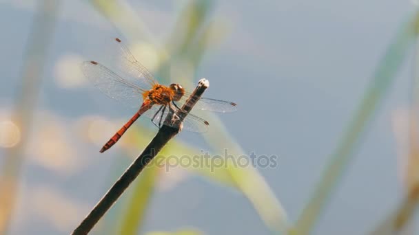 Rote Libelle auf einem Ast — Stockvideo