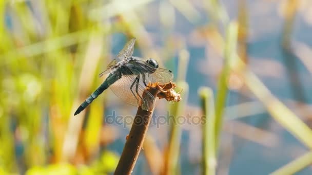 Dragonfly op een tak op groene achtergrond planten — Stockvideo