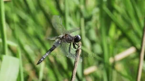 Libellule sur une branche sur les plantes vertes Contexte — Video