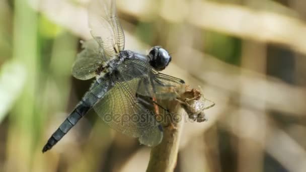 Dragonfly на гілці на фоні зелених рослин — стокове відео