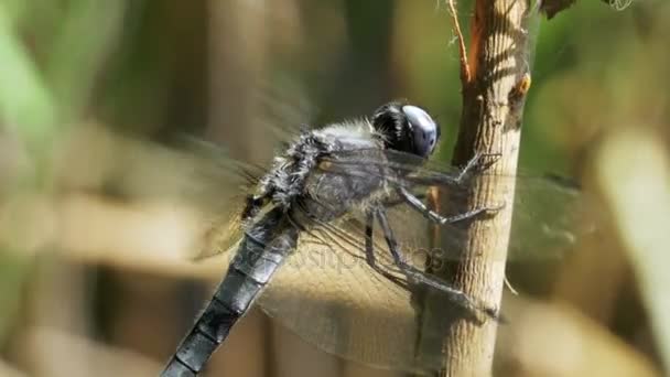 Dragonfly на гілці на фоні зелених рослин — стокове відео