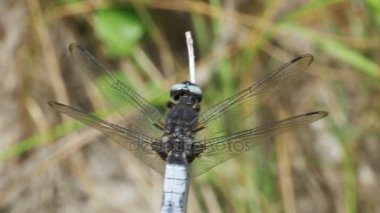 Yusufçuk dal yeşil bitkiler arka plan