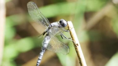 Yusufçuk dal yeşil bitkiler arka plan