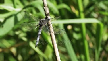 Yusufçuk dal yeşil bitkiler arka plan