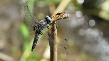 Yusufçuk dal yeşil bitkiler arka plan