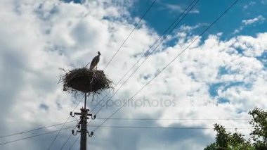 Leylek bir ayağı üzerinde bir yuva. Zaman atlamalı
