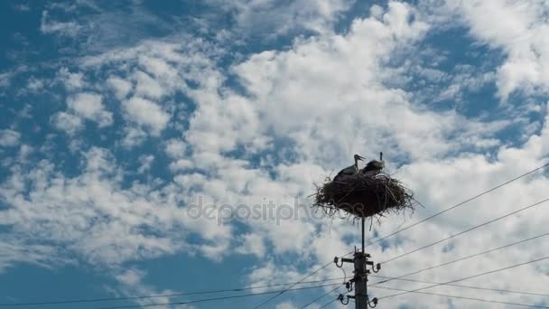Cegonhas sentadas em um ninho em uma coluna de alta tensão linhas de energia. Tempo de Caducidade — Vídeo de Stock