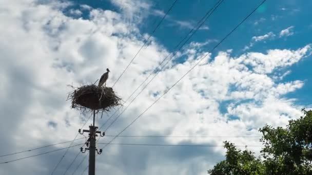 Störche in einem Nest auf einer Säule im Dorf. Zeitraffer — Stockvideo