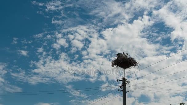 Storks in a Nest on a Pillar in Village. Time Lapse — Stock Video