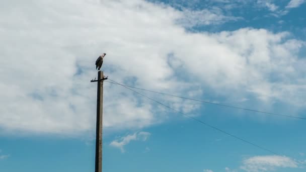 Cigüeña sentada en un nido en un pilar Líneas eléctricas de alto voltaje en la aldea. Tiempo de caducidad — Vídeo de stock