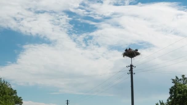 Cigognes assis dans un nid sur un pilier lignes électriques à haute tension dans le village. Délai imparti — Video