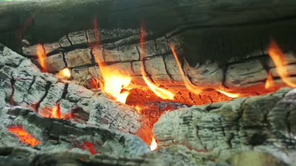 Kampvuur voor het branden van de takken in het bos — Stockvideo