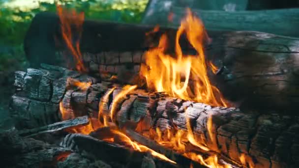 Lagerfeuer der Zweige brennen im Wald. Zeitlupe — Stockvideo
