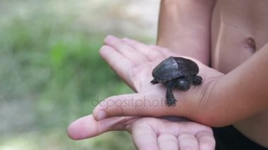 Küçük bir kaplumbağa Creeps elinizin avuç içinde tutan çocuk. Ağır çekim