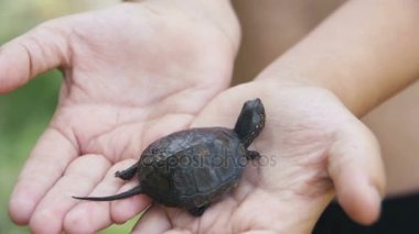 Küçük bir kaplumbağa Creeps elinizin avuç içinde tutan çocuk. Ağır çekim