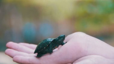 Küçük bir kaplumbağa Creeps elinizin avuç içinde tutan çocuk. Ağır çekim