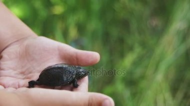 Küçük bir kaplumbağa Creeps elinizin avuç içinde tutan çocuk. Ağır çekim
