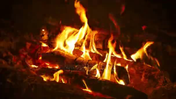 Разжигание костра ночью в лесу. Время покажет — стоковое видео
