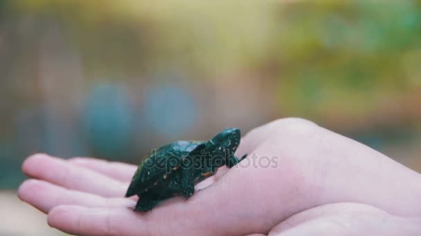 Chlapec s malou želvu do dlaně vaší ruky, jenž se plíží. Zpomalený pohyb — Stock video