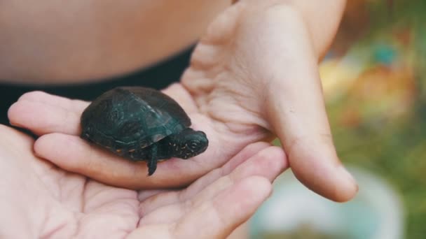 Pojken håller en liten sköldpadda i din handflata som kryper. Slow Motion — Stockvideo