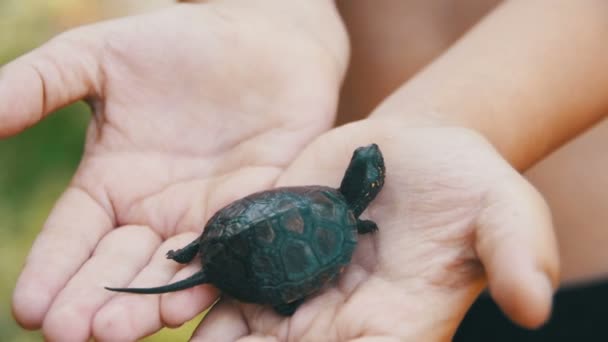 Junge, der eine kleine Schildkröte in der Hand hält, die kriecht. Zeitlupe — Stockvideo