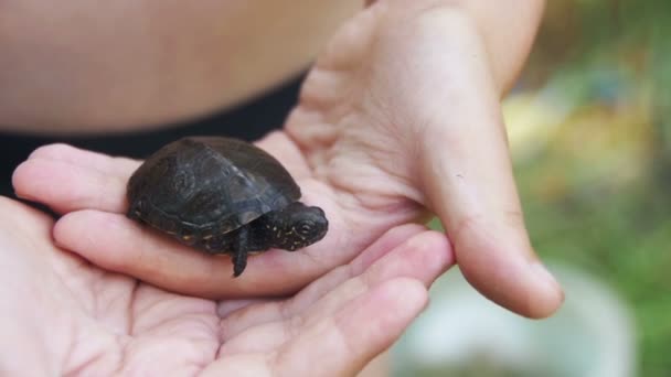 Rapaz a segurar uma pequena tartaruga na palma da mão que se arrasta. Movimento lento — Vídeo de Stock