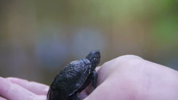 Garçon tenant une petite tortue dans la paume de votre main qui se glisse. Mouvement lent 