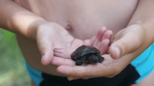 Niño sosteniendo una tortuga pequeña en la palma de tu mano que se arrastra. Moción lenta — Vídeos de Stock