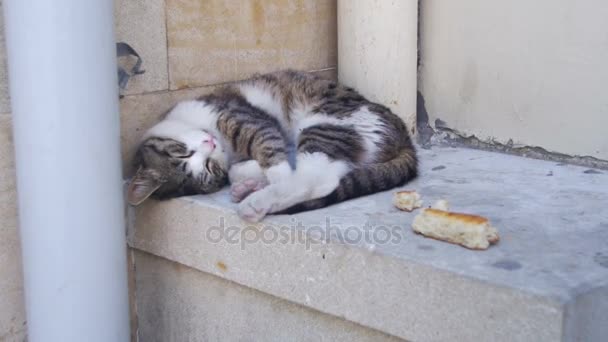 Obdachlose Katze schläft im Sommer auf der Straße — Stockvideo