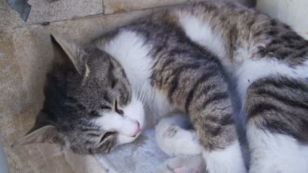 Obdachlose Katze schläft im Sommer auf der Straße — Stockvideo