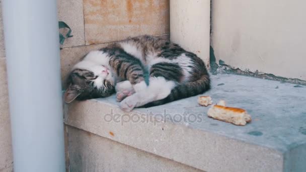 Hemlösa katten sover på gatan i sommar — Stockvideo