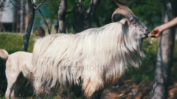 Pastýř se živí hlavní Ram s velkými rohy. Zpomalený pohyb — Stock video