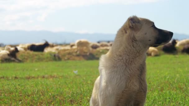 Pastor perro pastando ovejas en el campo — Vídeo de stock