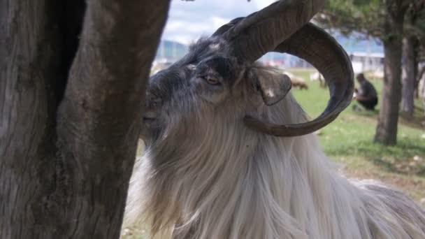 Horn ovce hlavní alfa samec Nadrozměrný Stádo ovčí pastviny v poli v horách. Zpomalený pohyb — Stock video