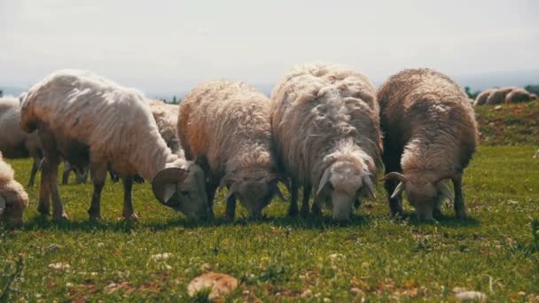 Стадо овец пасущихся и поедающих траву на лугу. Животные ходят по полю. Slow Motion — стоковое видео