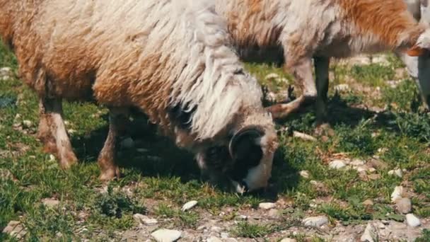 Gruppe von Schafen auf dem Feld weiden. Zeitlupe — Stockvideo