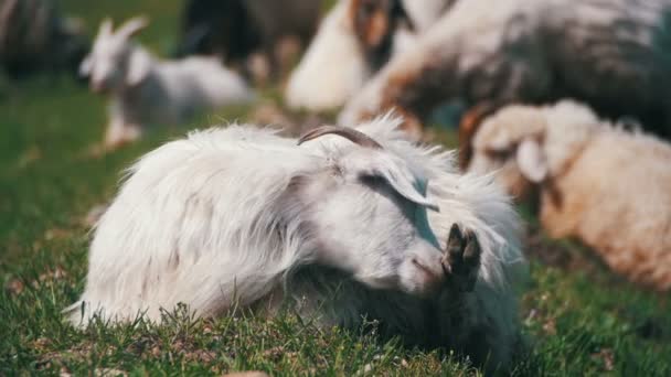 Groupe de pâturage des moutons sur le terrain. Mouvement lent 
