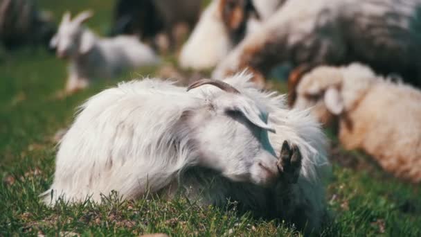 Grupo de ovejas pastando en el campo. Moción lenta — Vídeos de Stock