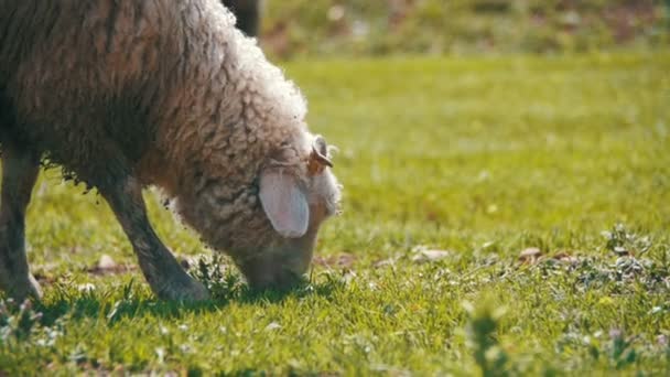 Стадо овец пасущихся на поле на фоне гор. Slow Motion — стоковое видео