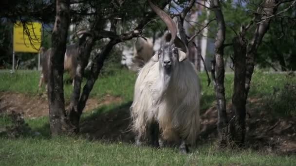 Big Horn Sheep Main Alpha Male Ram in Herd of Sheep Grazing in Field. Slow Motion — Stock Video