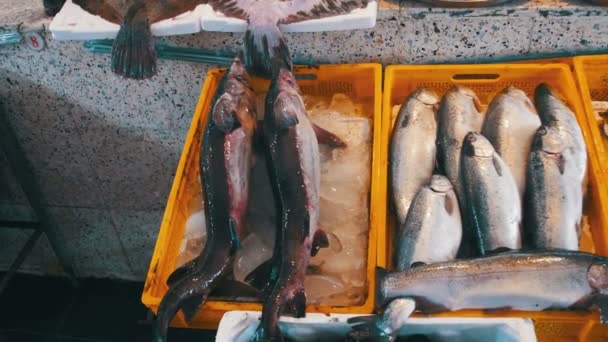 Färsk havsfisk på räknaren av fisk butiken — Stockvideo