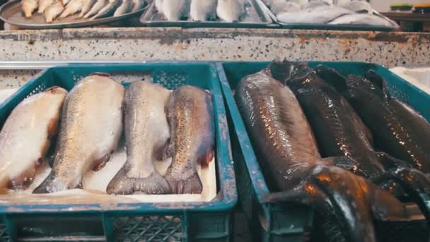 Свіжа морська риба на прилавку рибного магазину — стокове відео