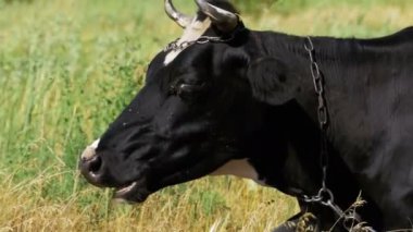 İnek çayır ve kemikleri çim üzerinde yalan