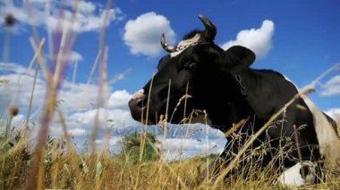 Çayır ve kemikleri çim üzerinde yalan inek. Ağır çekim