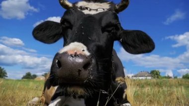 Siyah beyaz inek çayır ve kemikleri çim üzerinde yalan ile. Ağır çekim