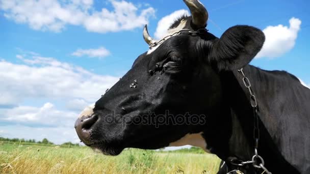 Vache allongée sur prairie et mâche de l'herbe. Mouvement lent 