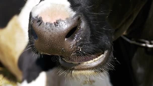 As mandíbulas da vaca mastigar a grama — Vídeo de Stock