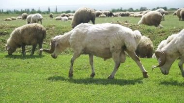 Dağların fon karşı bir alanda otlayan koyun sürüsü. Ağır çekim