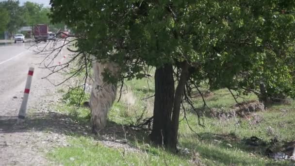 Grandi bancarelle di ariete sui suoi zoccoli posteriori e mangiare le foglie di un albero vicino all'autostrada. Rallentatore — Video Stock