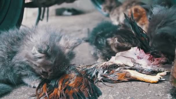 Dakloze hongerig Kittens een gevangen vogel eet op straat — Stockvideo